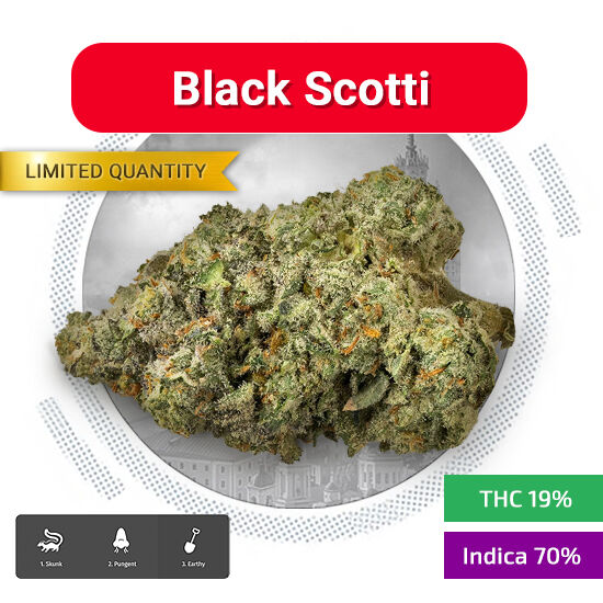 Black Scotti